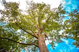 How Our Tree Care Process Works  in  Crewe, VA