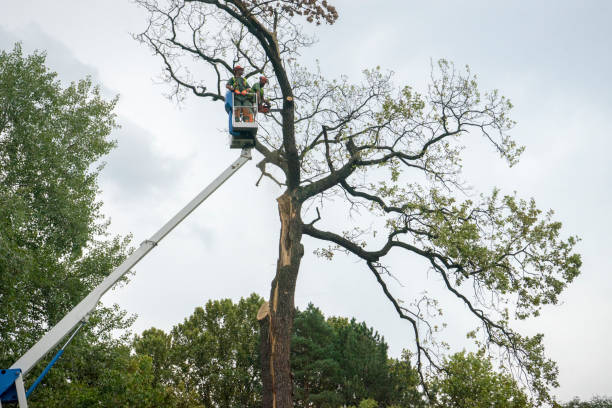 Crewe, VA Tree Care Services Company